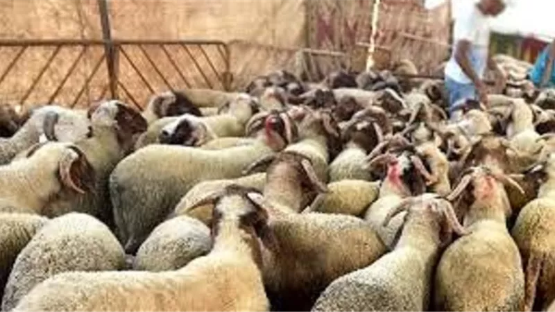 هل تُجزئ ألأُضحية بحيوان مأكول غير الأنعام