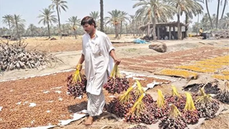 سيوة واحة الغروب ومنار تلتنمية والاستثمار المستدام