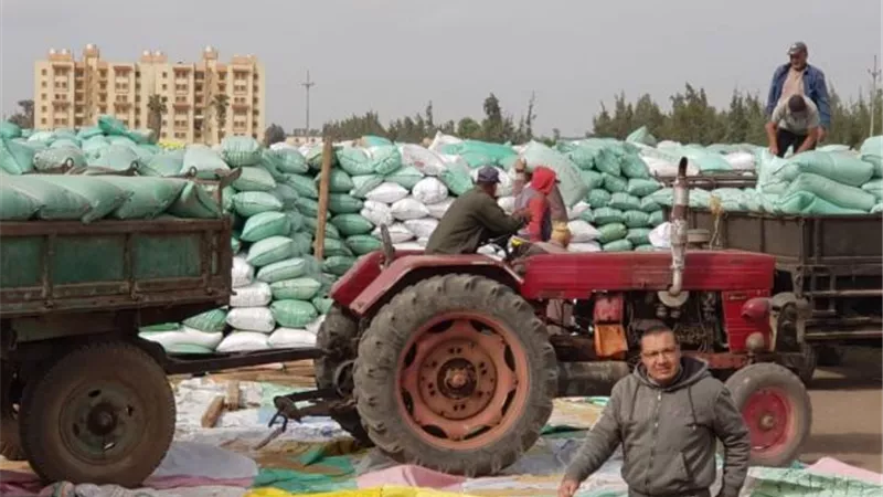 محافظ كفرالشيخ: توريد 178 ألف طن من الأقماح المحلية حتى الآن