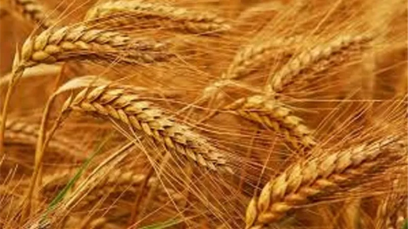 زراعة القمح..صدقة جارية وأمن غذائي اعرف الفضل والحكم الشرعي