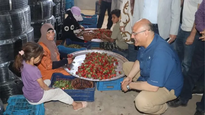 فاكهة القليوبية تتألق عالميًا