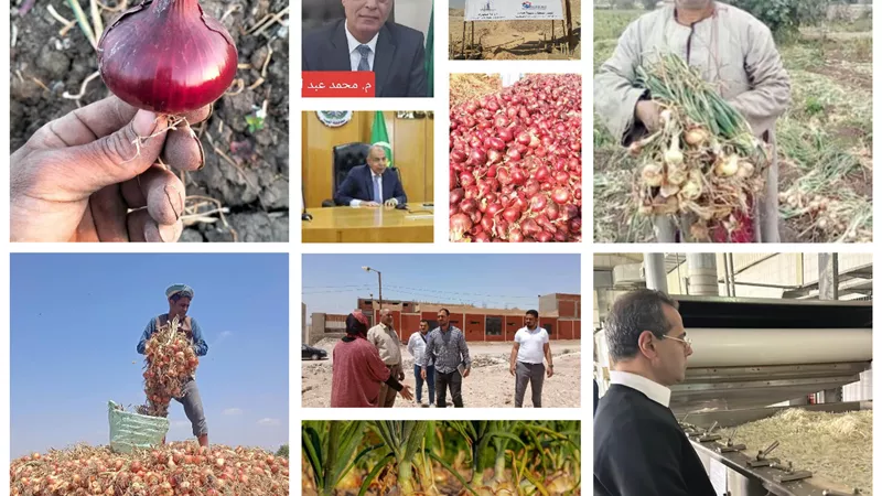 البصل والثوم.. كنوز الزراعة المصرية.. في قلب الخريطة العالمية