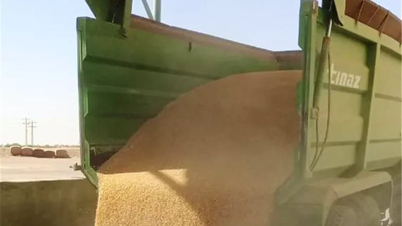 توريد355 ألف و466 طن من القمح بالصوامع والشون داخل وخارج المحافظة