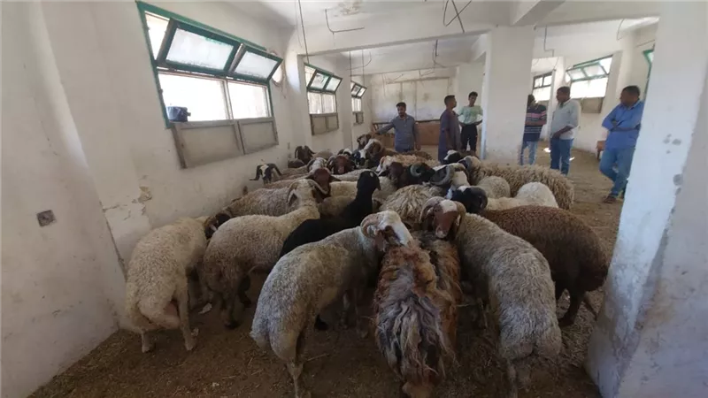 زراعة البحر الأحمر توفر خراف الأضاحي بسعر 220 الكيلو قائم