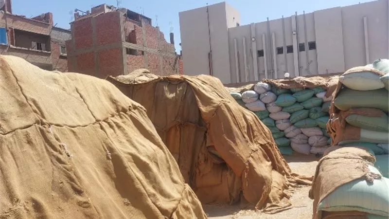 محافظ أسيوط: توريد أكثر من 153 ألف طن من القمح المحلي حتى الآن