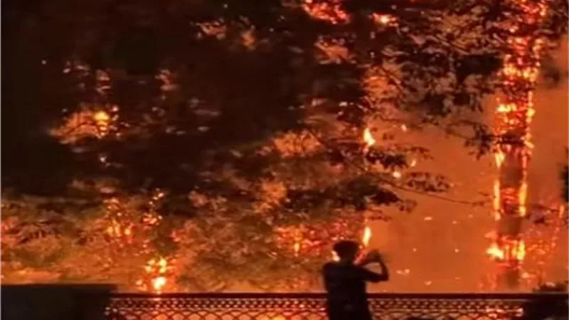 نشوب حريق هائل في أشجار الزينة بطريق مطار الأقصر الدولي