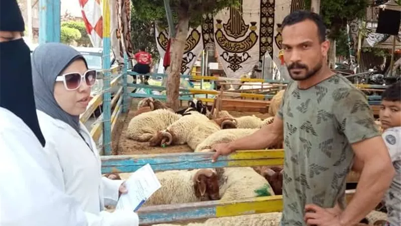 حملة للطب البيطري ببورسعيد للتفتيش على منافذ بيع الخراف واللحوم