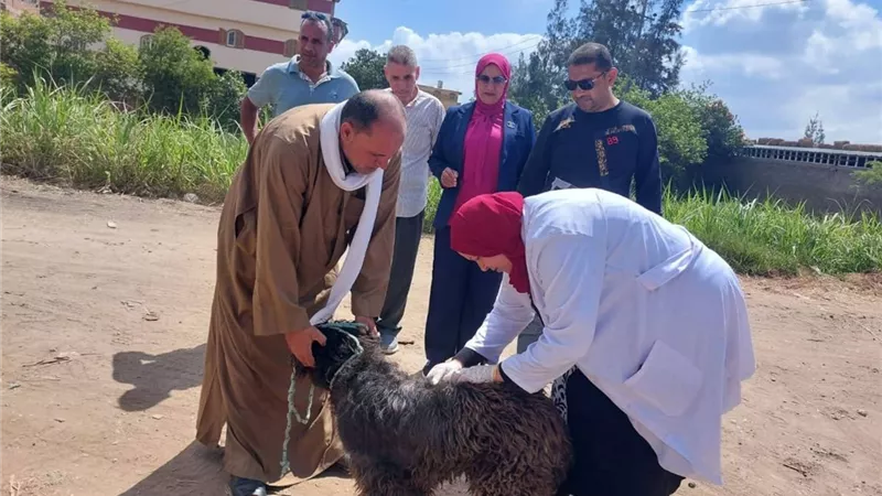 تطعيم الكلاب الضالة بالسرو بدمياط ضد مرض السعار