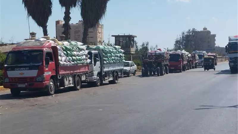 توريد ٢٣٣ألف طن قمح بكفرالشيخ