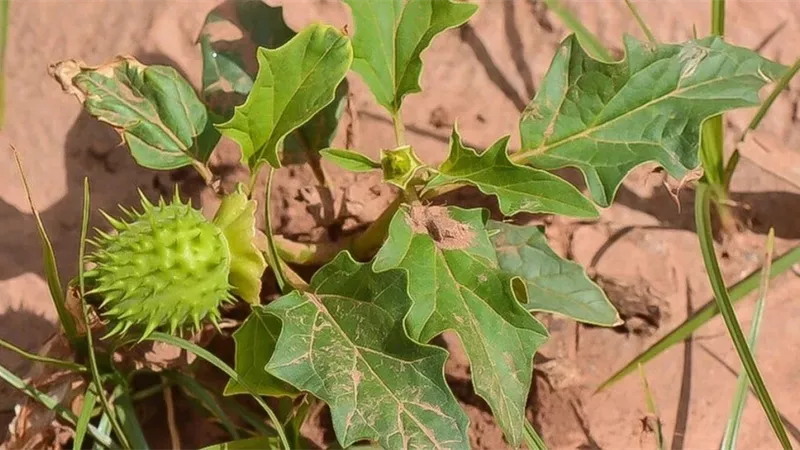 جريمة زراعة النباتات المخدرة