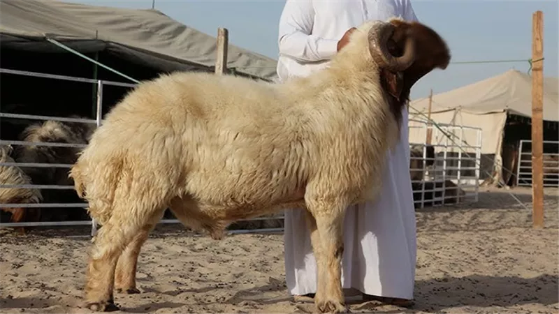يجوز أم لا؟أكل الحاج من الهدي الواجب عليه لارتكاب محظور