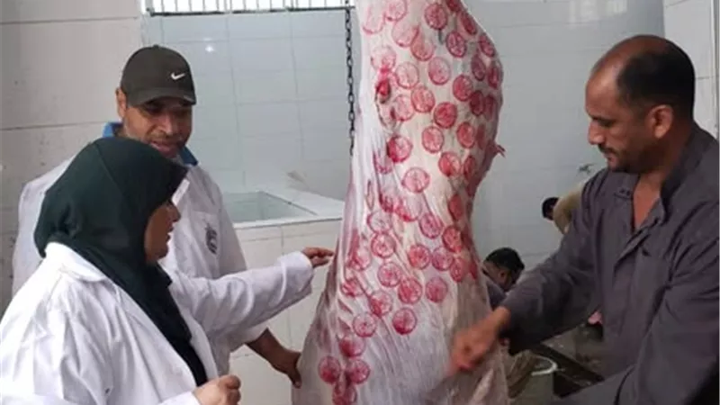 مجازر الإسماعيلية تعمل بكامل طاقتها خلال العيد