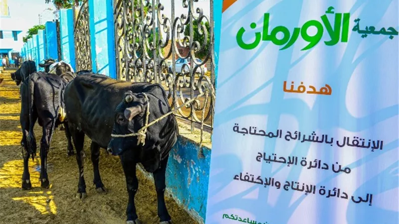 غدا البدء فى ذبح 45 عجلا للأضحي ببني سويف