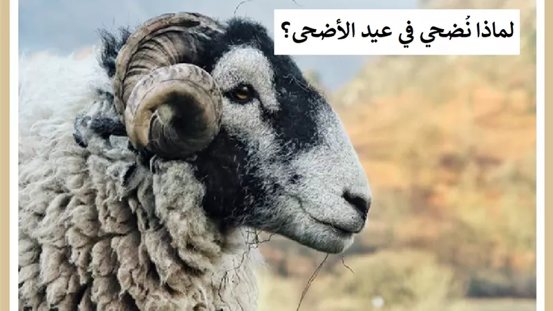 لماذا نُضحي في العيد ؟ تعرف على الحكمة من الاضحية