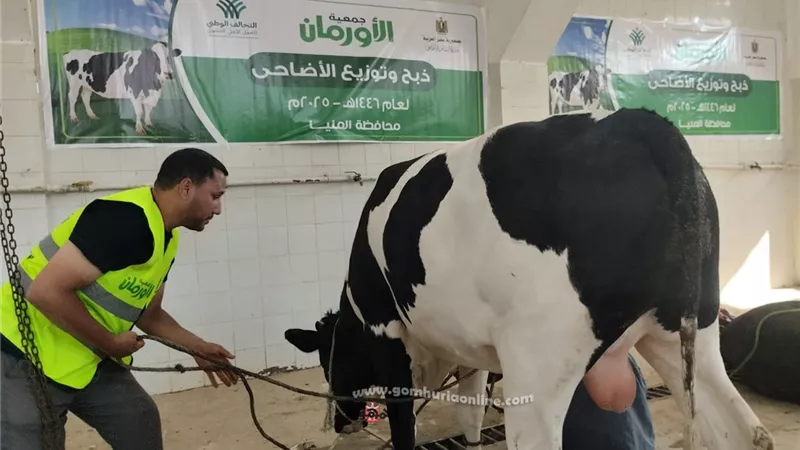 أول أيام عيد الاضحى .. البدء فى ذبح الأضاحى بالمنيا