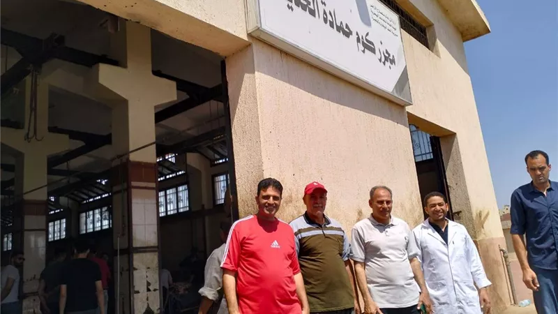 ذبح وتوزيع 103من العجول على الاولى بالرعاية و1184 رأس ماشية بالبحيرة