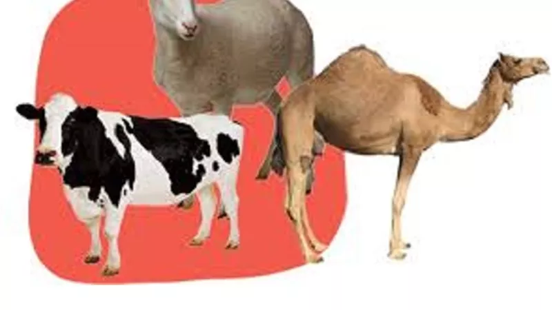 آخر فرصة..متى ينتهي وقت الأضحية وما هى أيام النحر الاربعة