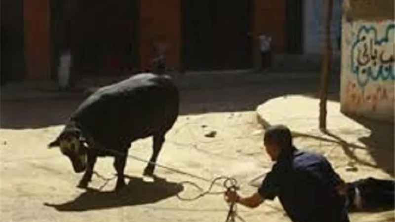 اعرفها ببساطة..حكم التخميس بدم الأضحية والتندربها