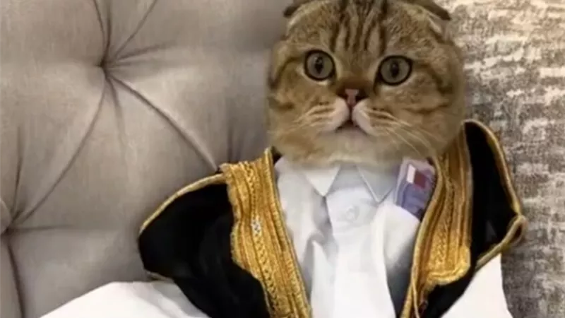 قط سعودي يخطف القلوب في عيد الأضحى..اعرف التفاصيل