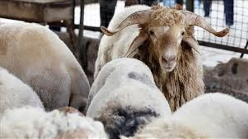ينتهى مع غروب شمس اليوم ..متى تُذبح الاضاحى إذا فات وقتها