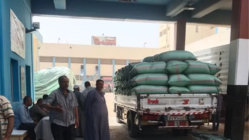 استمرار أعمال توريد القمح بالمنيا بتوريد 506 آلاف طن