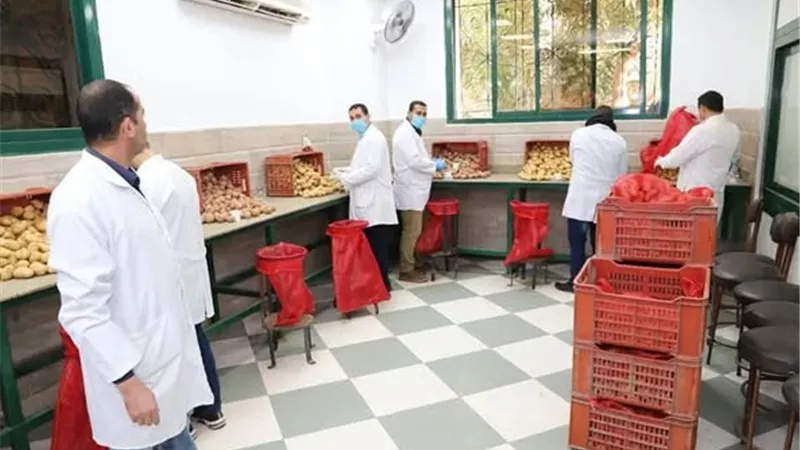 فحص 1.3 مليون طن بطاطس مائدة تمهيدًا لتصديرها إلى الأسواق العالمية
