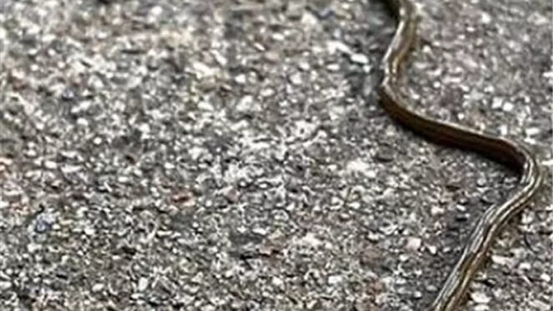 ديدان سامة تغزو تكساس بعد الأمطار الغزيرة