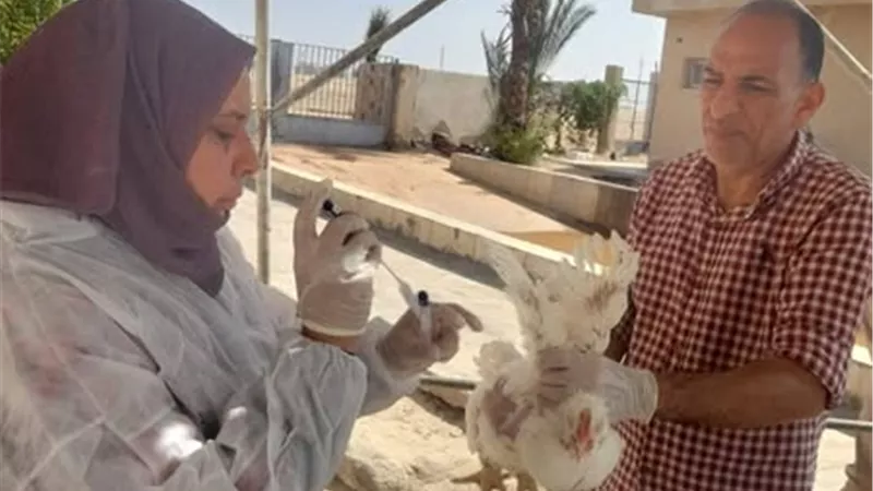 حملات بيطرية على مزارع الدواجن في الإسماعيلية