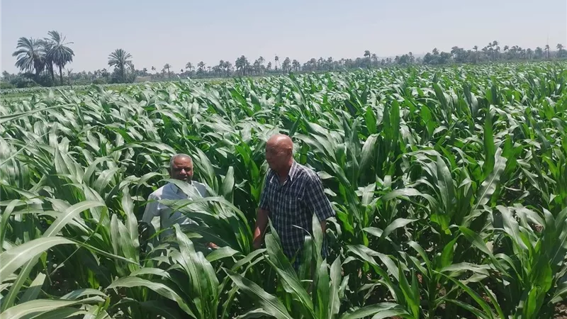 محافظ أسيوط يؤكد أهمية متابعة المحاصيل وتقديم الدعم للمزارعين