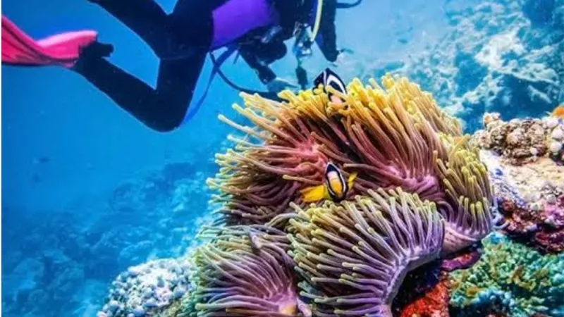 عودة الغوص في جزر الأخوين بعد انتهاء مراقبة القروش بالأقمار الصناعية