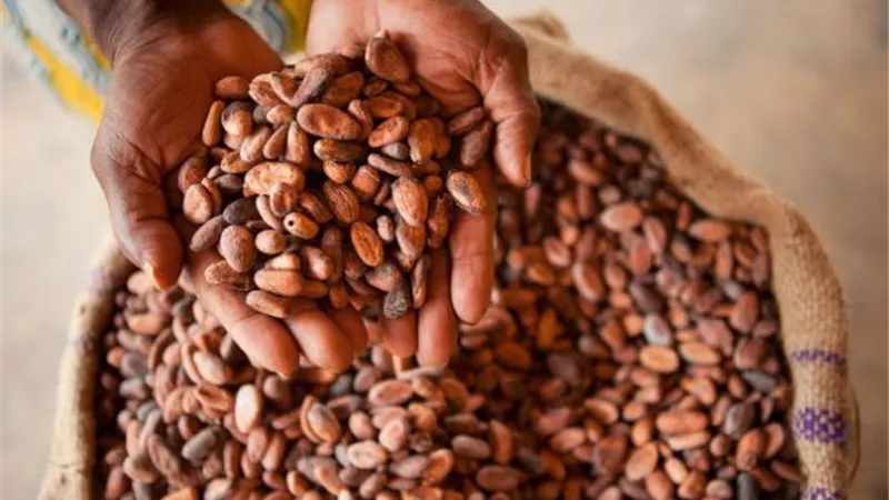 تفاؤل بين مزارعي الكاكاو في غانا بمحصول وفير بعد تحسن الطقس