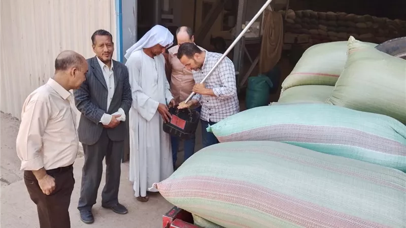 استمرار أعمال توريد القمح بتوريد 511 ألف طن بالمنيا