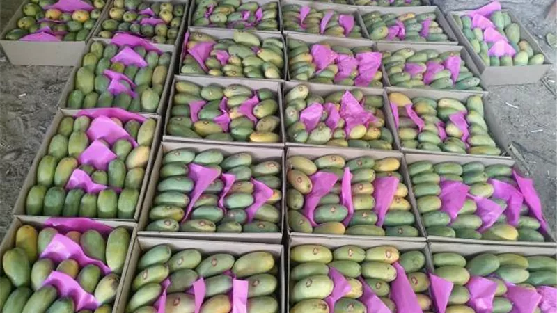 بدء موسم جنى المانجو بالأقصر