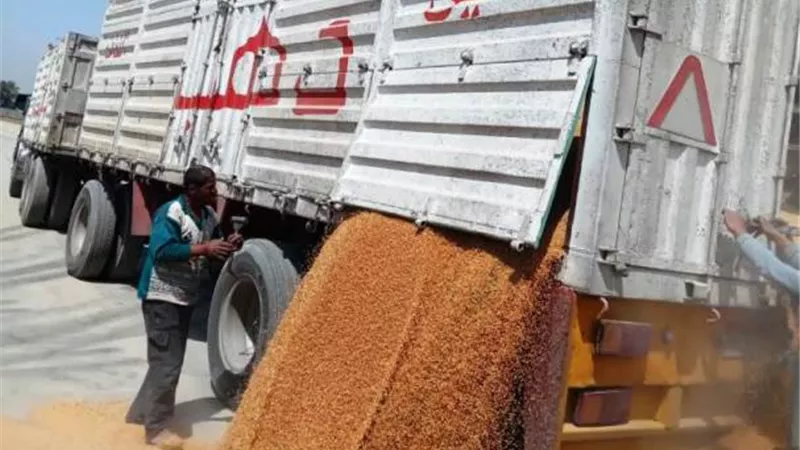 محافظ أسوان يتابع توريد القمح بإجمالى 553 ألف و200 طن حتى الآن