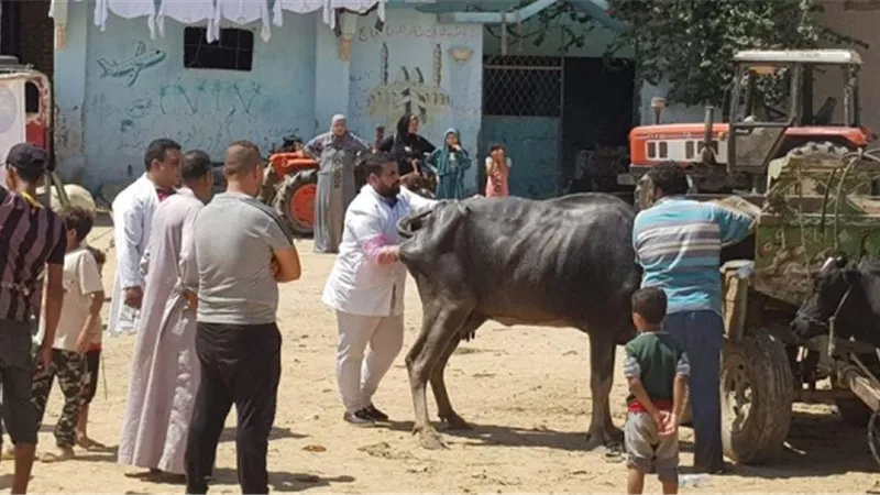 قافلة بيطرية مجانية لصغار المربين في الإسماعيلية ..صور
