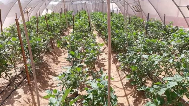 ٥ صوب زراعية للاكتفاء الذاتى بمدارس الوادى الجديد.صور