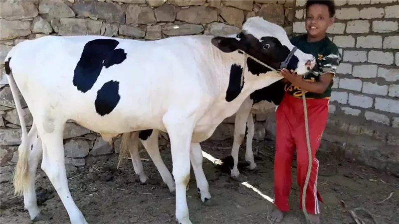 فلاح يشتري عجلاً في المزاد بخمسة أطراف ليجري له عملية جراحية