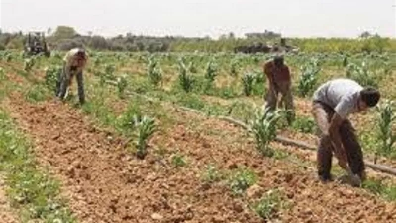 هيئة التعمير تعلن تأجيل مزاد ابار بلاط بالوادي الجديد