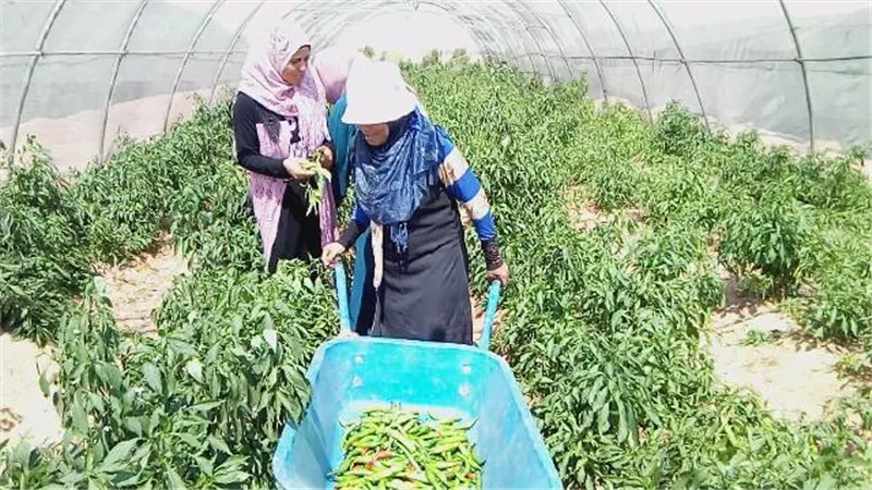 سامية حطمت قيود المرأة بـ ٥ آلاف .. زرعت ٨ صوب فى عامين .. صور وفيديو