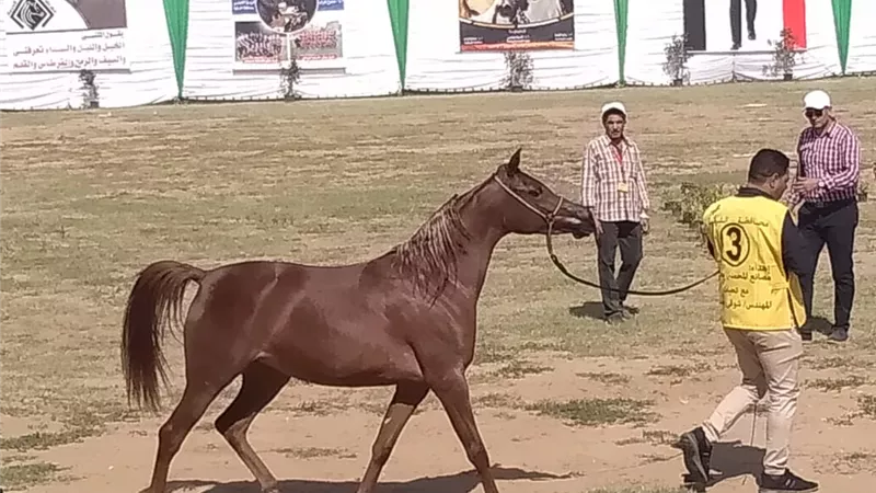 وزارة الرياضة تقيم معرضاً لأندية الفتاة والمرأة بالشرقية