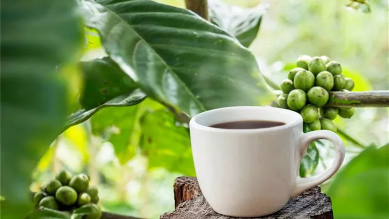 كيف تساعد القهوة الخضراء على إنقاص الوزن