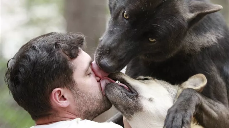 رجل أعمال يعيش مع الذئاب ويكشف طبيعتهم الاليفه.. صور