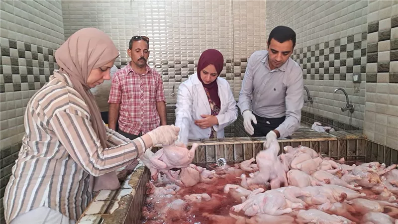 ضبط ٣٢١٠ كيلو من الدواجن الغير صالحة للاستهلاك الادمي بسوهاج