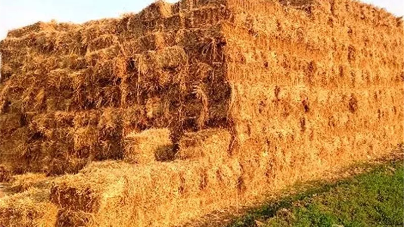 إستقبال طلبات فتح مواقع تجميع قش الأرز لموسم حصاد ٢٠٢٥
