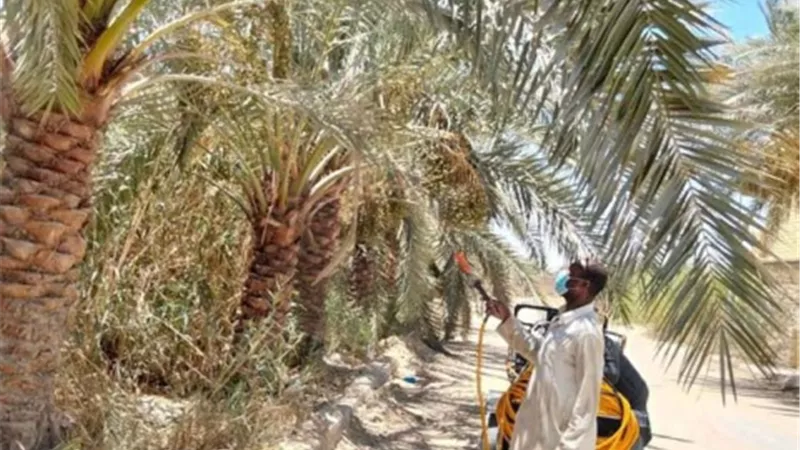 حملة مكثفة لحماية النخيل من آفة العنكبوت الأحمر بسيوة