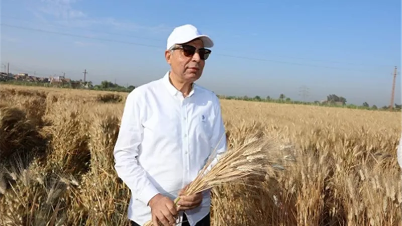 توريد 515 ألف طن قمح بالمنيا بزيادة 180 ألف طن عن العام الماضي
