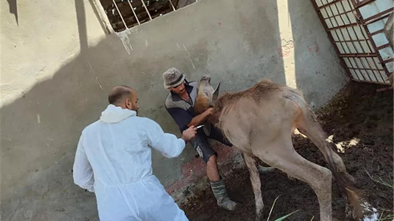 حملةلمديرية الطب البيطري ببورسعيدلتحصين الماشية ضد الحمى القلاعية