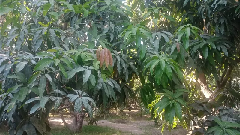 المعاومة و الحرارة العالية أطاحوا بمانجو الإسماعيلية 2025..صور