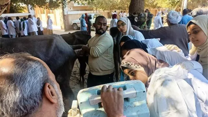 نقابة الأطباء البيطريين تستعد لتنفيذ القافلة المجانية بكوم امبو