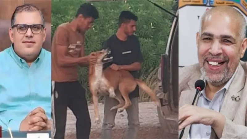 بدعم مجلس أمناء الشروق.. حملة لمكافحة الكلاب بالتعاون مع الجهاز.. صور